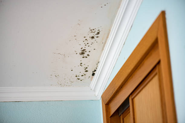 Best HVAC Mold Remediation in Richwood, LA
