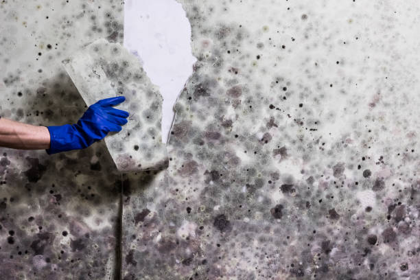 Best Mold Testing and Inspection Services in Richwood, LA